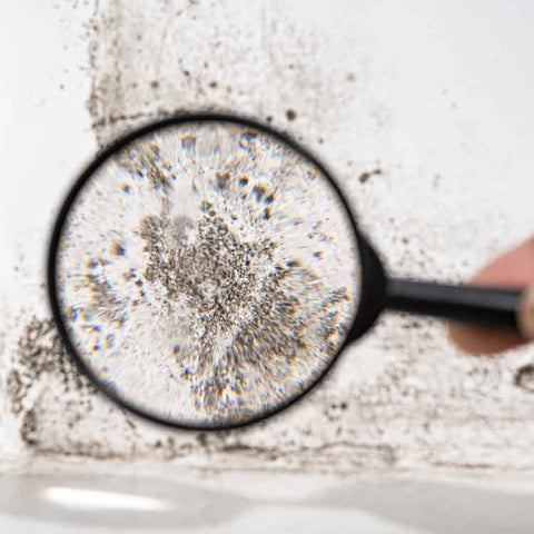 How To Detox From Black Mold