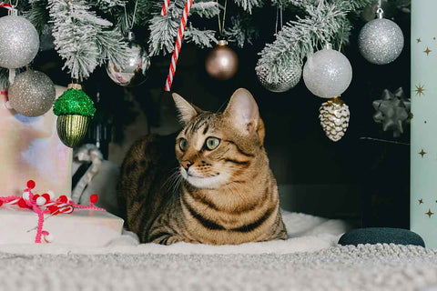 Intellpure’s 2024 Gift Guide: 6 Gifts For Cat Lovers. Image courtesy Pexels: https://www.pexels.com/photo/festive-cat-under-the-christmas-tree-in-ottawa-29228411/