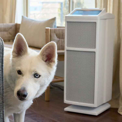 Pet-Hair-Problems-When-To-Get-An-Air-Purifier_feat