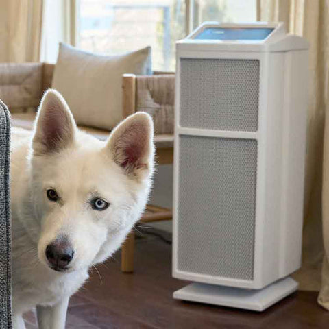 Pet-Hair-Problems-When-To-Get-An-Air-Purifier_feat