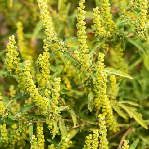 What-is-Ragweed-And-Why-Does-It-Cause-So-Much-Trouble-feat