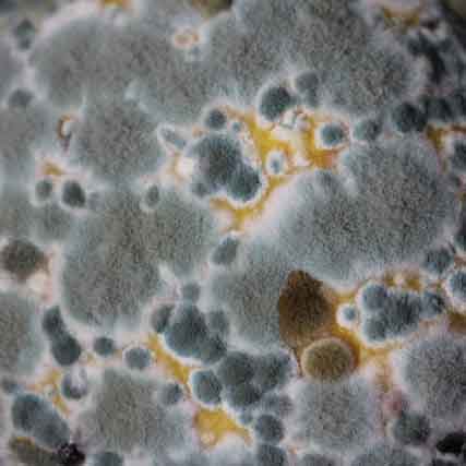 Mold up close