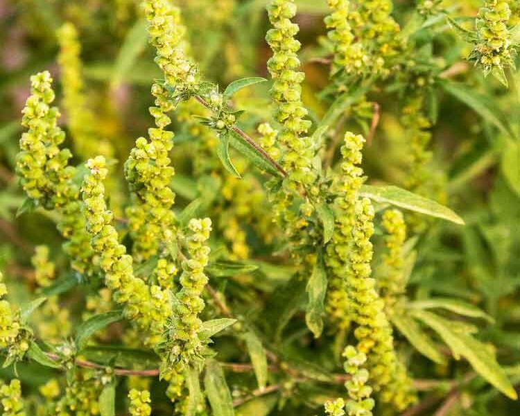 What is Ragweed And Why Does It Cause So Much Trouble?