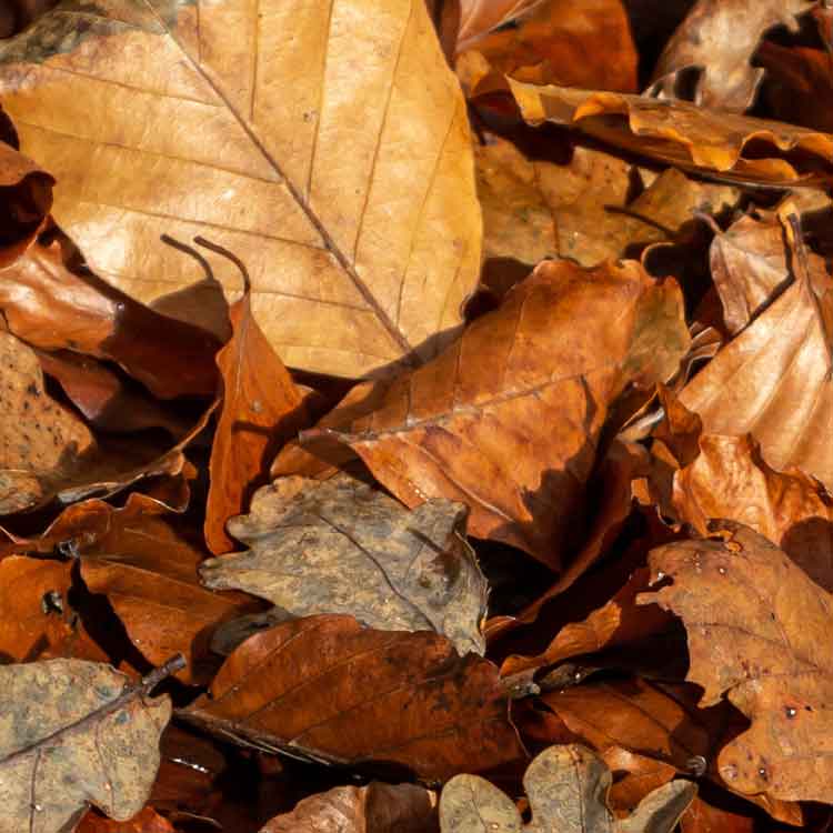 Leaf Mold Allergies