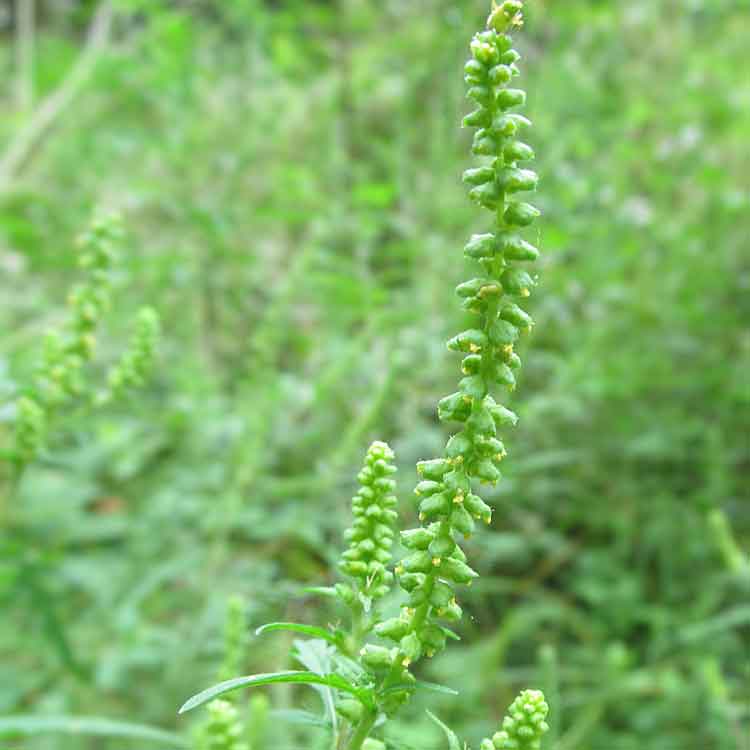 Ragweed