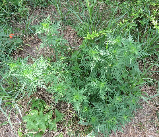 Ragweed Ambrosia artemisifolia